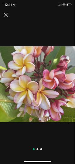 Corte de plumeria $15