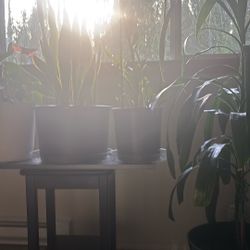 Indoor Plants