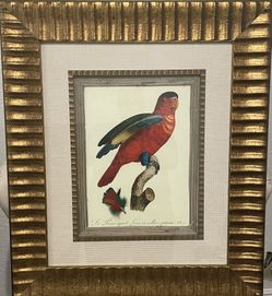 Barraband Parrot Framed Art Print – Gold Frame – 27x31