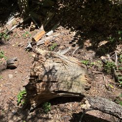 Free Wood/logs 