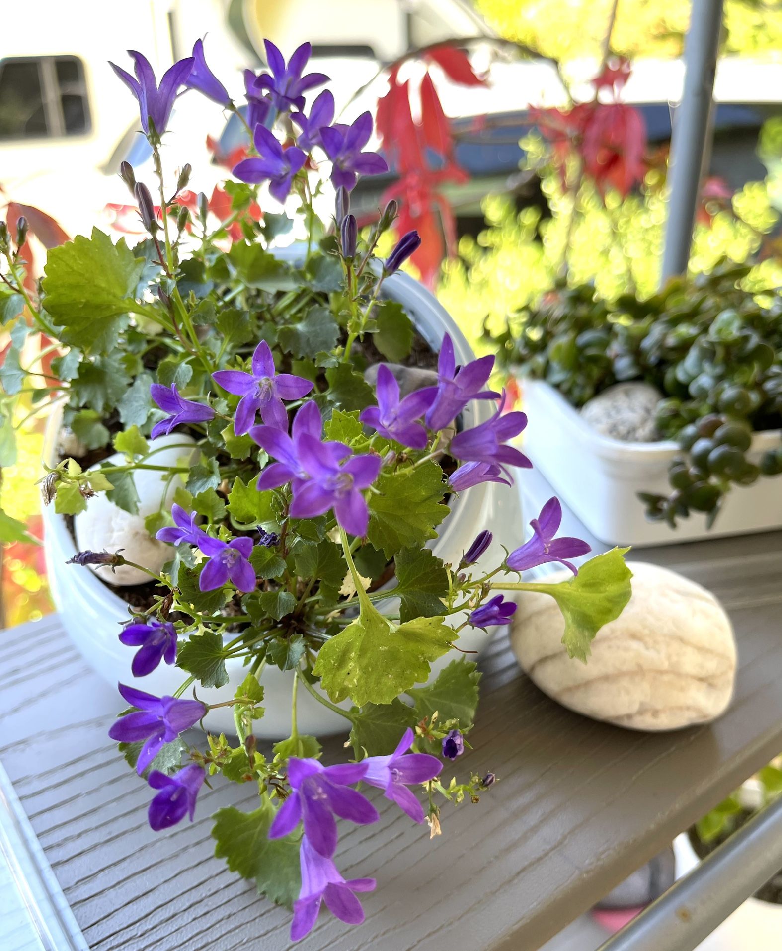 Campanula Perennial Bellflower In Cute Ceramic Pot. They bloom from late spring through summer and attract pollinators.