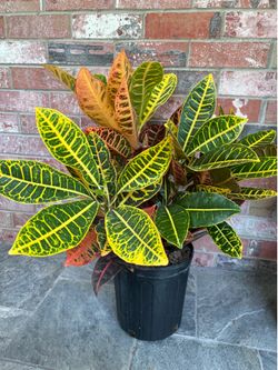 Croton Petra shrub big