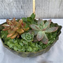 Succulent Arrangements