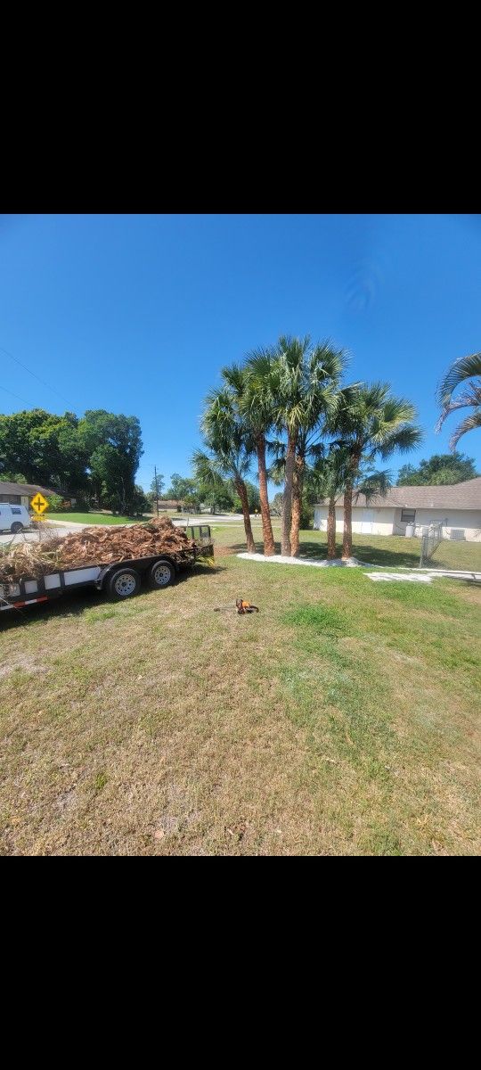 Tree Trimming