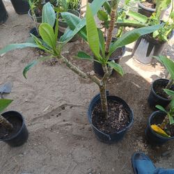 Plumeria 