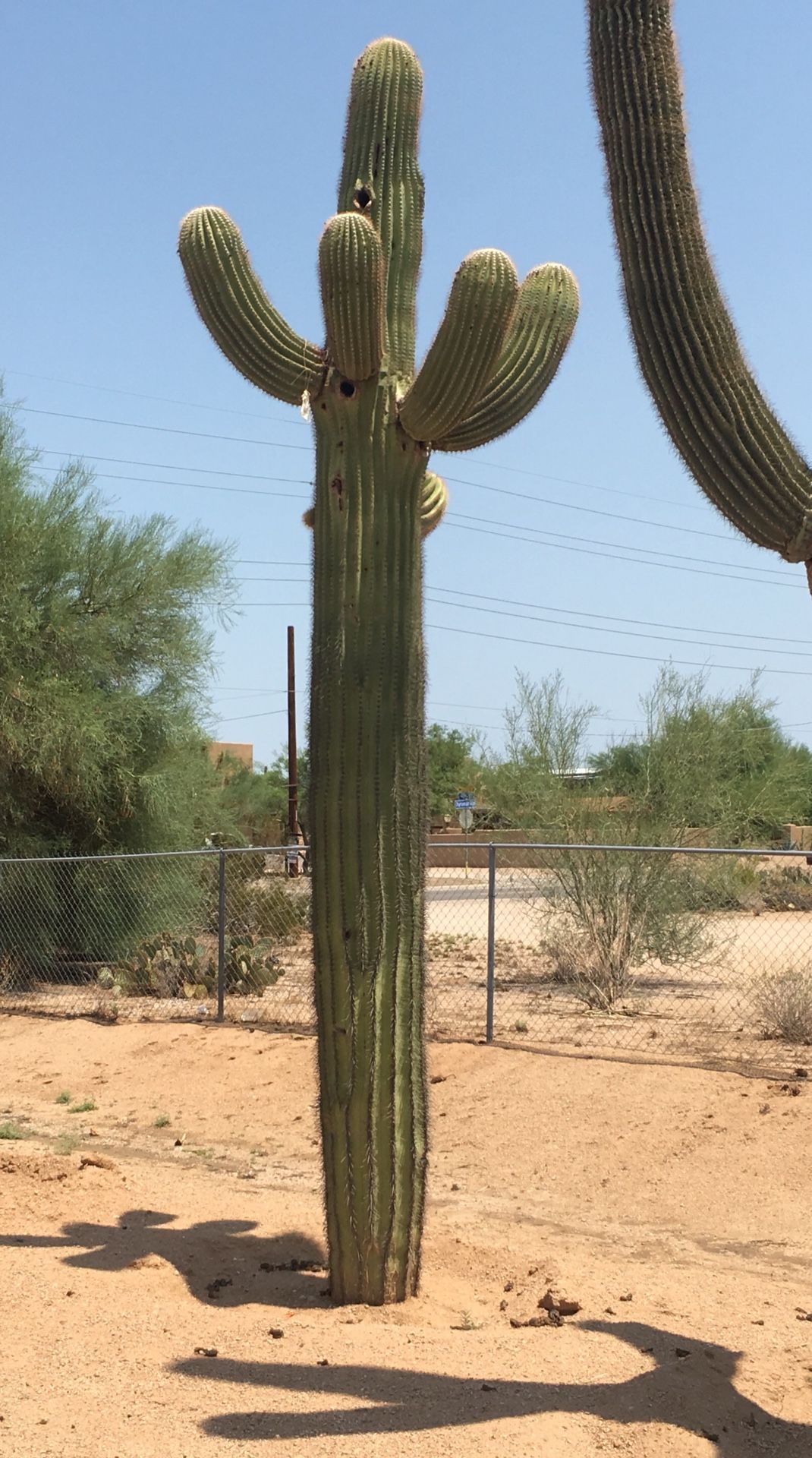 Saguaro Cactus for Sale for Sale in Phoenix, AZ OfferUp