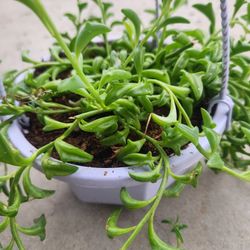 string of dolphin succulent 