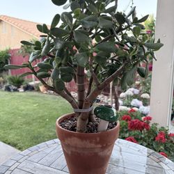 Large Mature Jade Plant Tree in Terra Cotta Pot 
