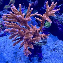Orange Elkhorn Monti Coral Decor Colony