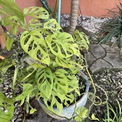 Good-sized Monstera Swiss Cheese Plant In Decorative Terra Cotta Planter With Plant Riser Included. 