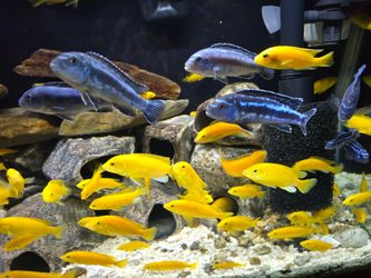 Blue Fish Decoration