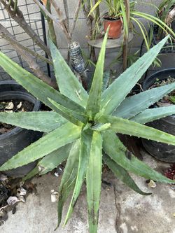 Aloe Vera