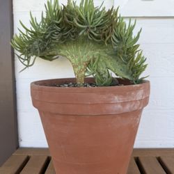 Rare Mermaid tails (senecio Vitalis) Crested—great Christmas Gift