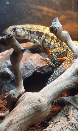 Reptile supplies