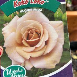 Koko Loko Patio Rose Tree / Arbolito Rosal