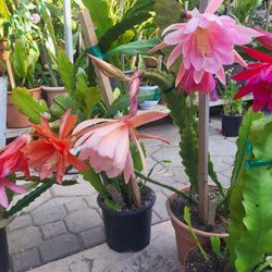 Cactus Orchid 