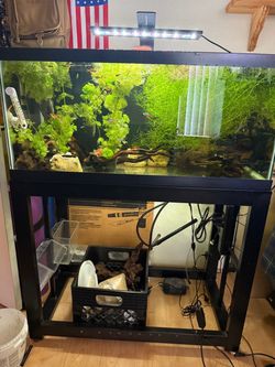 40 gallon aquarium