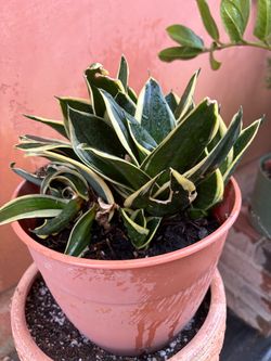 Plant