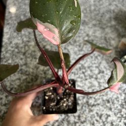 Pink Princess Philodendron Rooted 