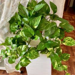 ♥️Gorgeous Super Healthy Fully Variegated Golden pothos♥️
