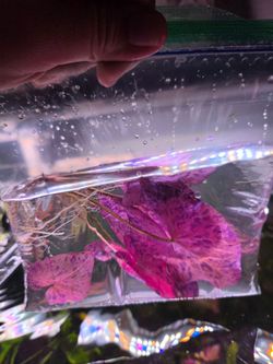 Pink Nymphaea Lotus Aquatic Plant Cutting