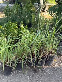 Lemon grass