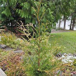Cedar seedlings 2'-3'