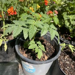 3 Plant For $10it Tomato Plants