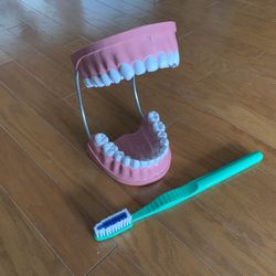 Giant Teeth & Toothbrush Model