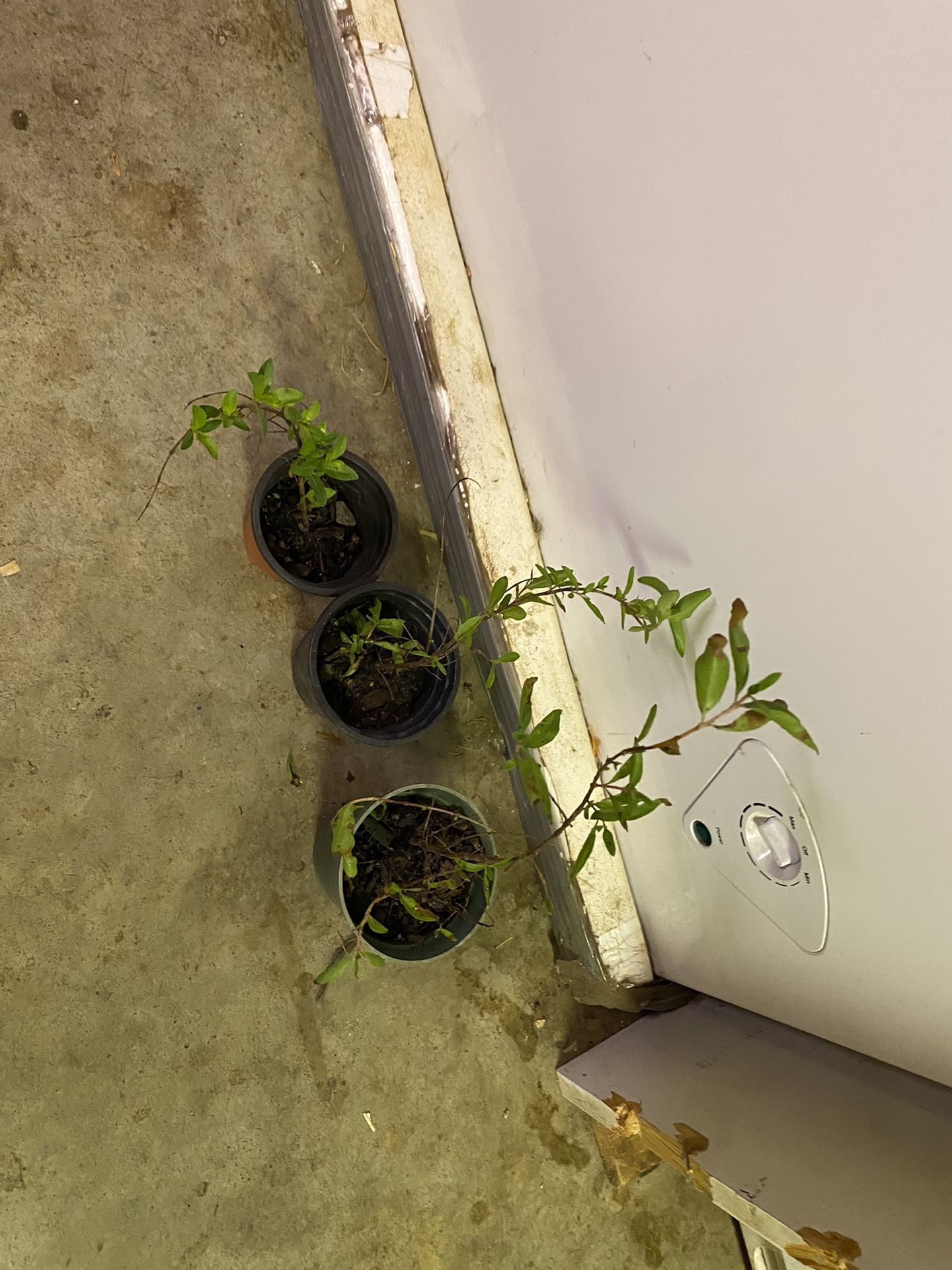 Henna /Mehendi /Tattoo Plants