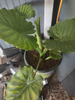 Elefante Plant $20. Cuz It Has Another Small One Besides It  In Donna Inside The City 