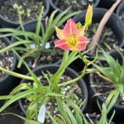 🌼 5-Gallon Daylilies — Bulk Deals for Property Landscaping 🌼