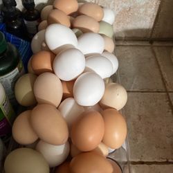 Organic Eggs