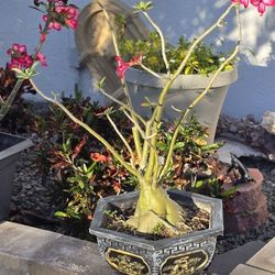 Desert Rose