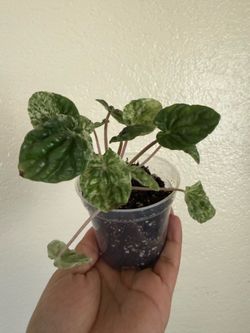 Variegated Peperomia