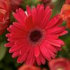 Jessenia