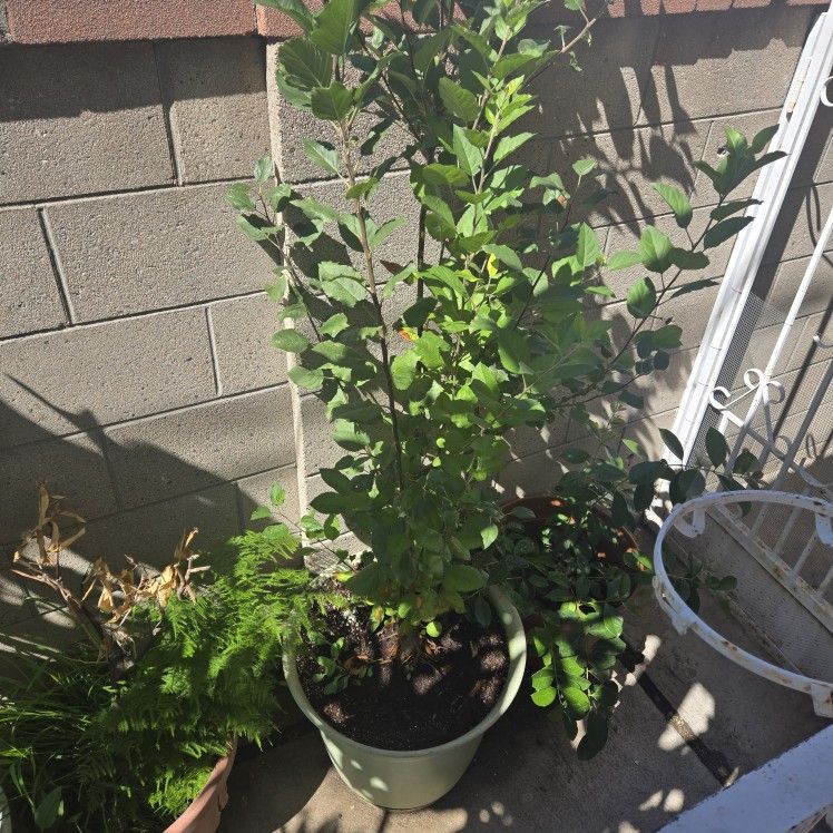 Apple Tree Plant