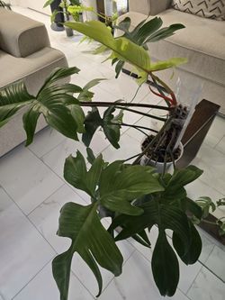 Philodendron Florida Ghost