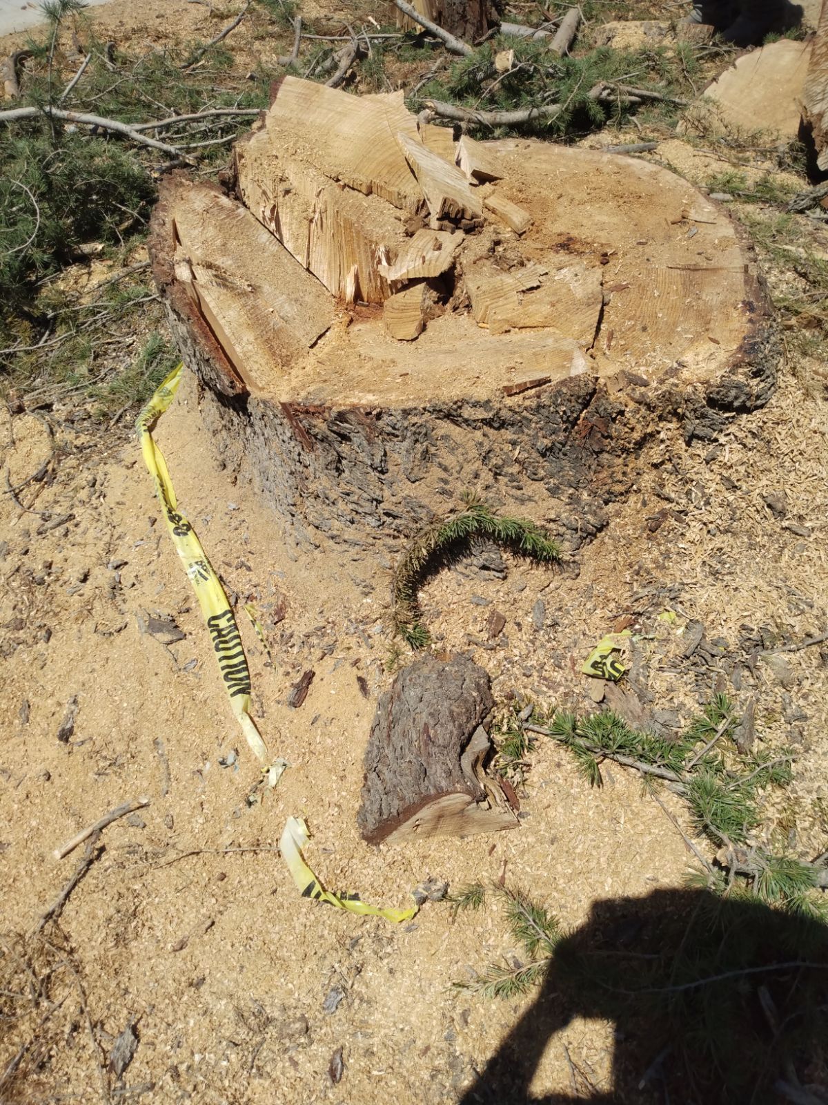 Stump Grinding
