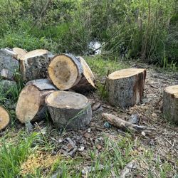 Free Wood- Alder Rounds - Firewood 