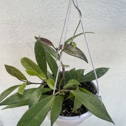 Hoya Plants