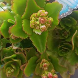 Pink Kalanchoe In Teal Ceramic Pot 