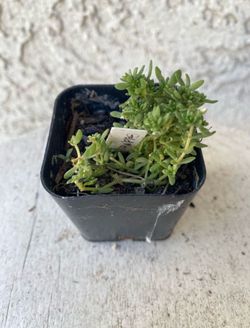 2 Inch Pot Succulent Plant - Sedum Acre - Gold Moss  - Rooted & Established - Drought Resistant 🪴 Great Baby Shower or Wedding Favors