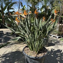 Strelitzia juncea,  bird of paradise plant 25gal $150