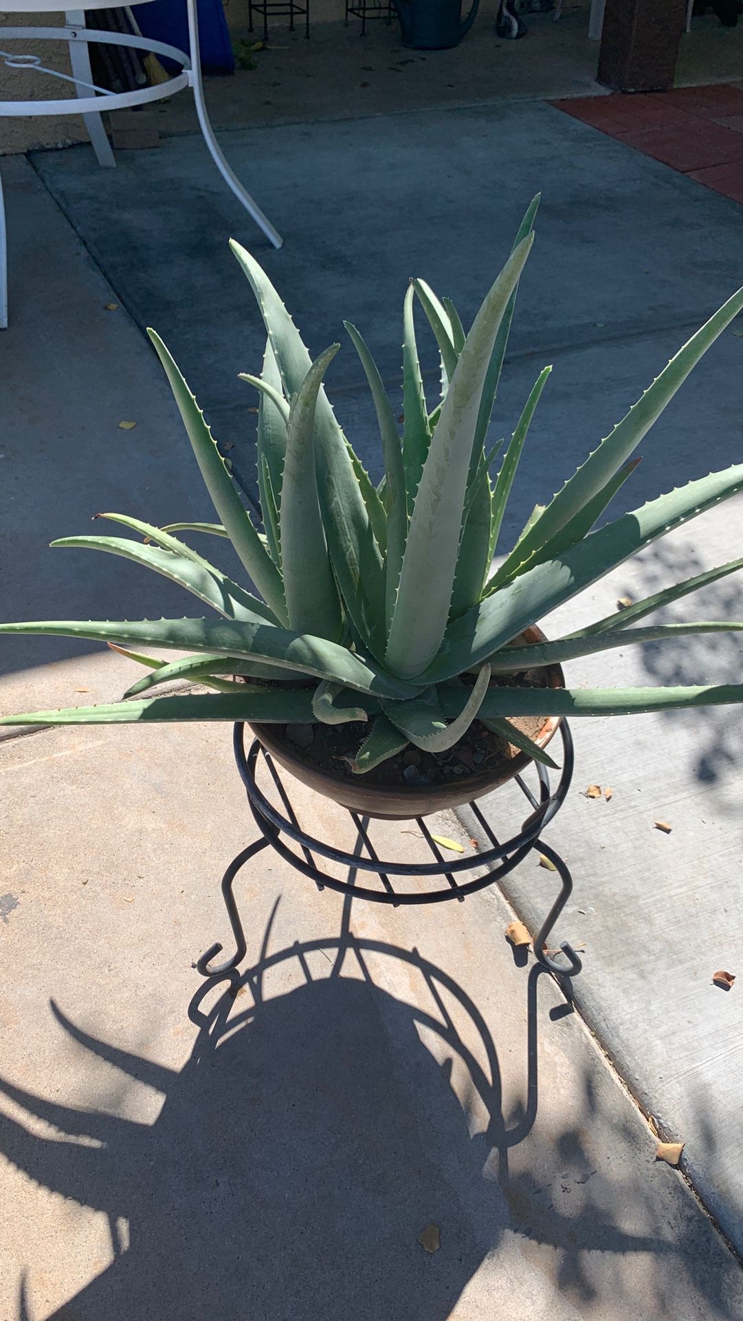 Aloe Plant with metal base