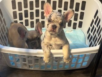 Pets