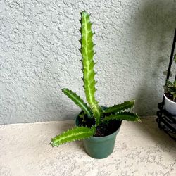 Milkstripe Euphorbia  Lactea  Plant 