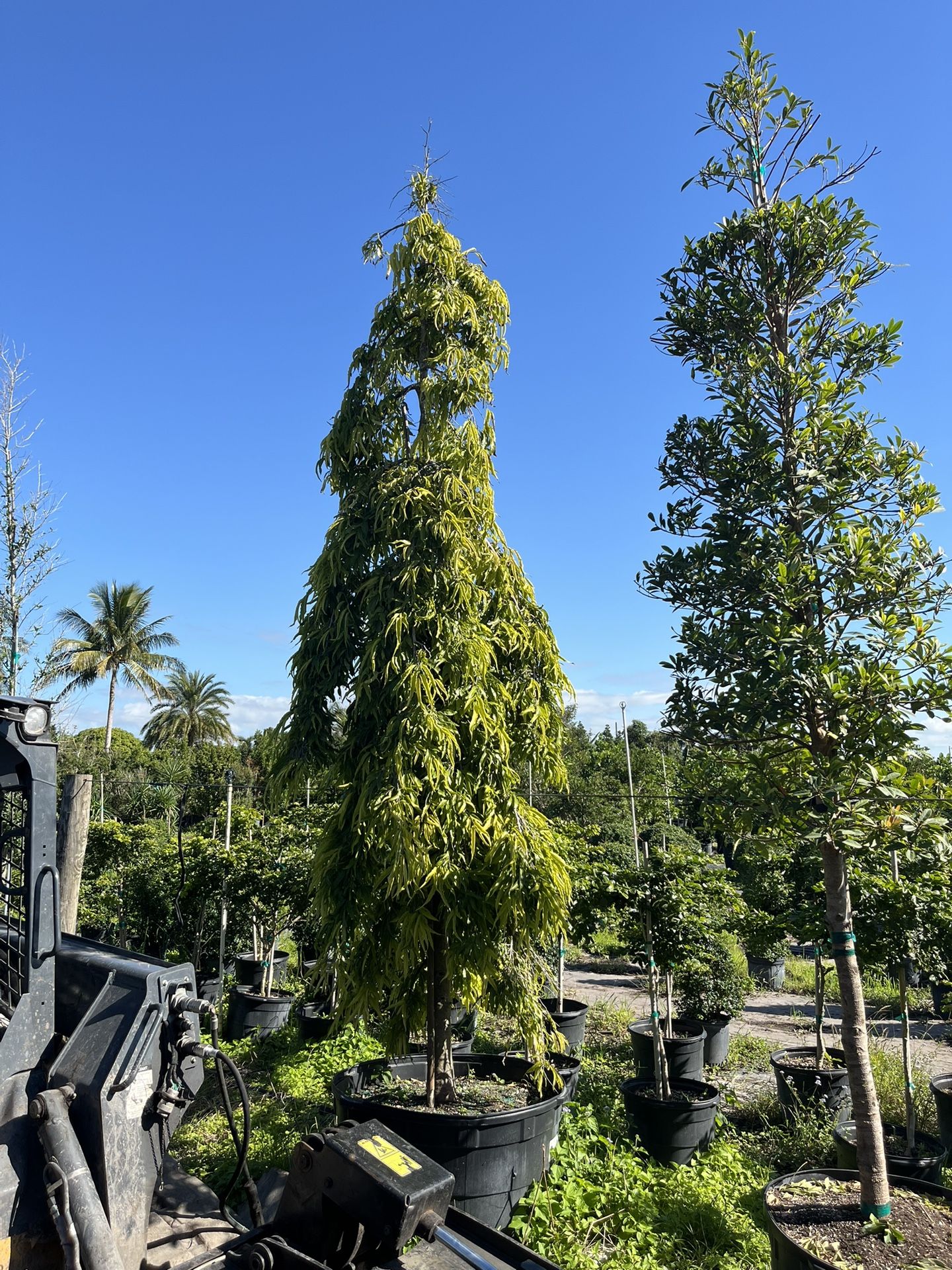 Mast Trees