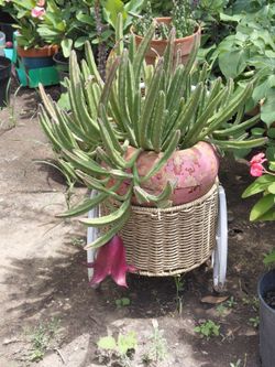 Black Bells Stapelia  Succulent