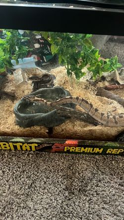 Ball 🐍